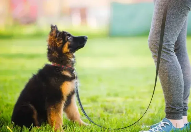 German shepherd puppy sitting on grass, looking up at a person holding its leash