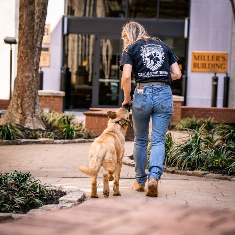 Person walking a tan dog on a brick path near a building entrance