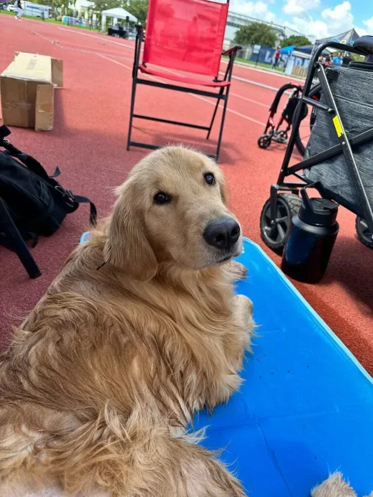 Golden retriever resting on a blue mat at an outdoor track, with chairs and a stroller nearby