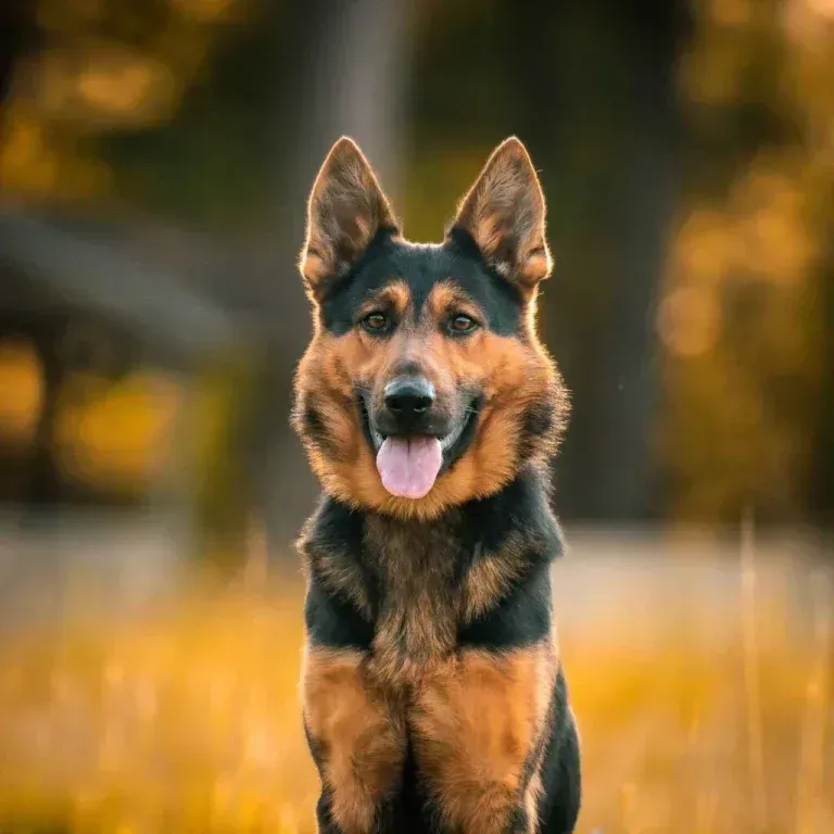 German shepherd standing in a sunlit field, tongue out, with a blurred golden background