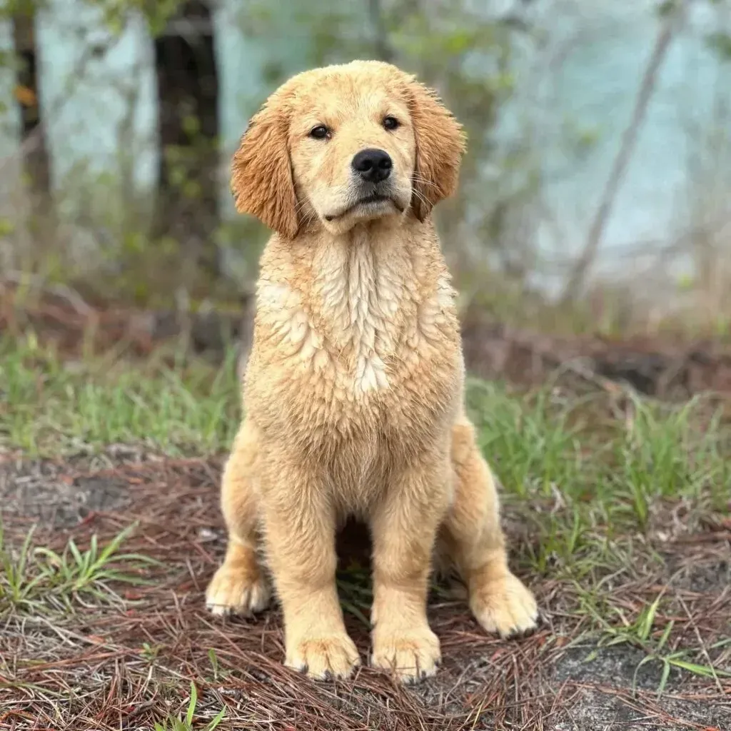 Golden retriever puppy sitting on muddy ground in a grassy outdoor area
