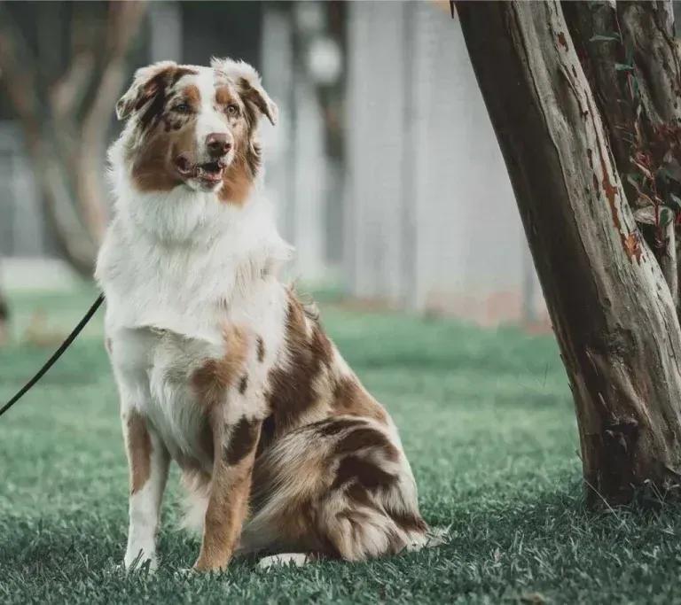 Red merle Australian Shepherd sitting on grass beside a tree, Knoxville dog training client