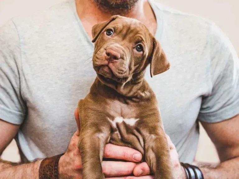 Chocolate-brown puppy held in a trainer's hands, Knoxville puppy training
