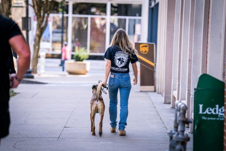 Trainer walking a dog on a downtown Knoxville sidewalk beside storefronts