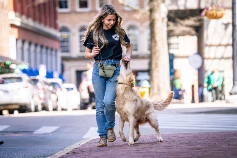 Trainer walking a golden retriever across a downtown Knoxville street, Knoxville obedience training