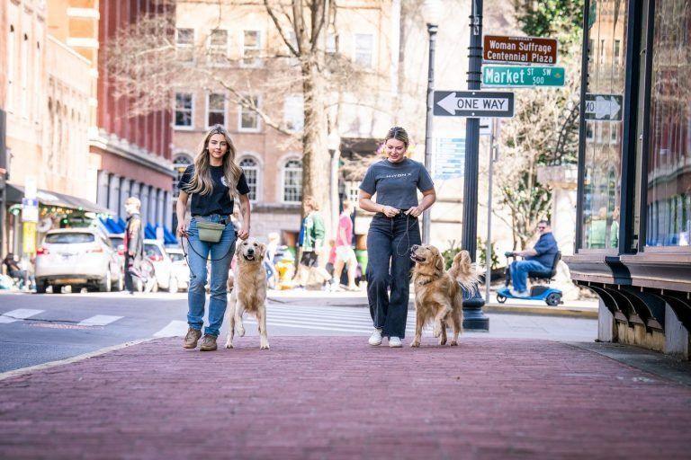 Two K9 Services Unlimited trainers leash-walking dogs along a brick street in downtown Knoxville, TN