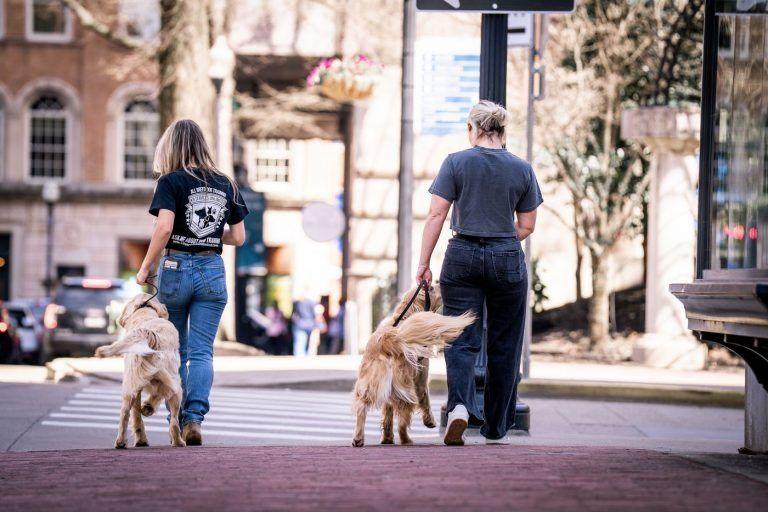 Trainers walking two dogs on loose leashes across a downtown Knoxville crosswalk
