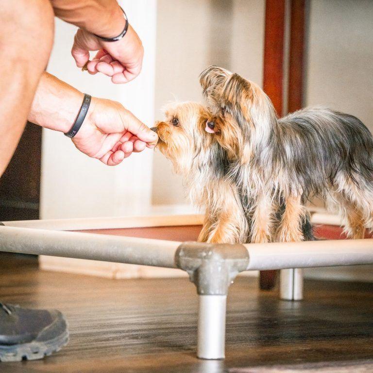 Hand-feeding a treat to a Yorkshire terrier on a raised dog bed during Knoxville in-home dog training