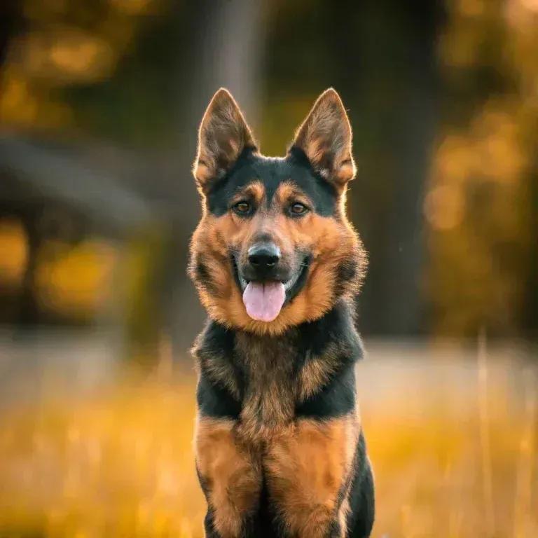 German shepherd standing in a sunlit field, tongue out