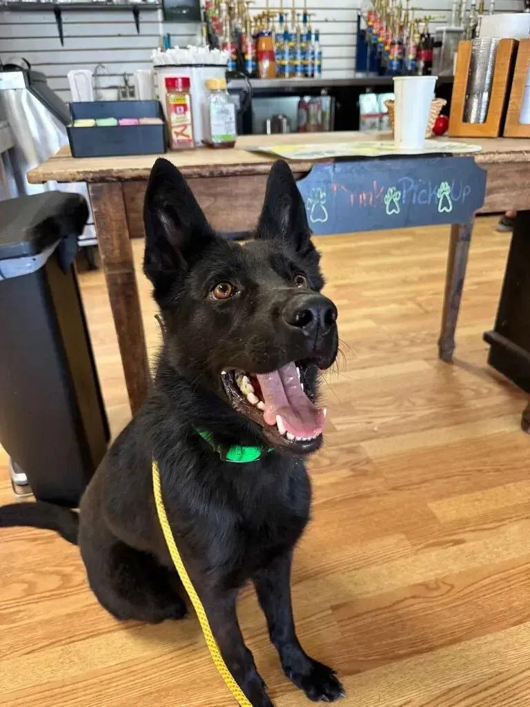 Black dog with green collar sitting on a wood floor