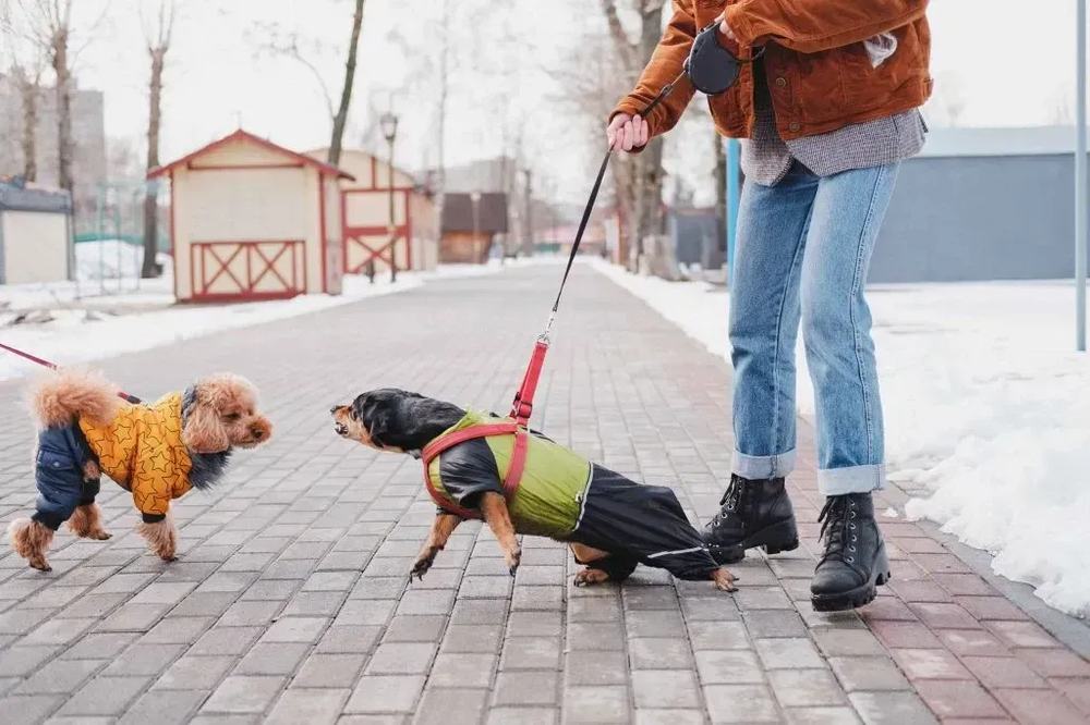Two small dogs in sweaters on leashes on a snowy sidewalk, with a person walking them outdoors.
