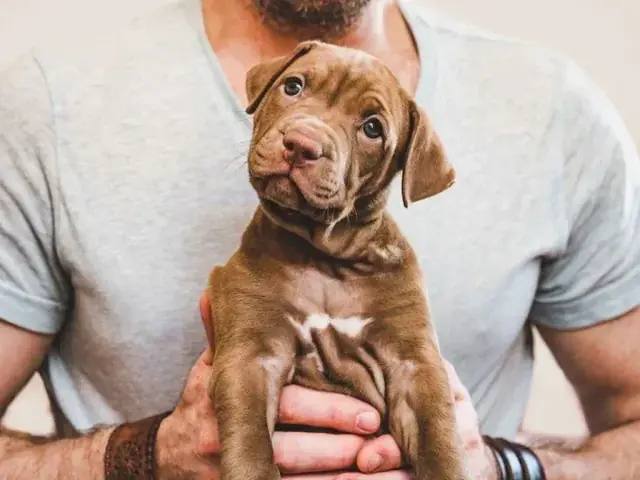Brown puppy being held in the hands of a person wearing a light gray shirt
