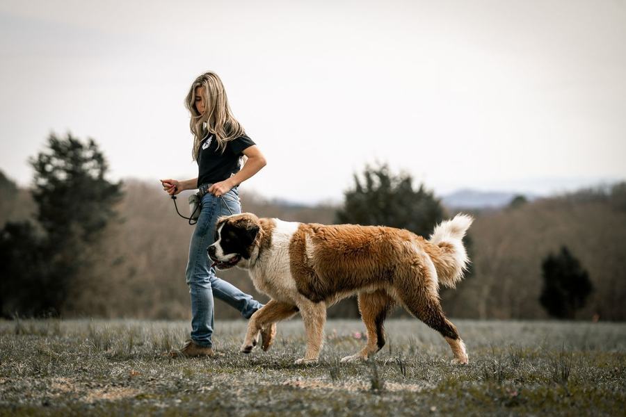 Obedience on the move with a K9 Services Unlimited trainer