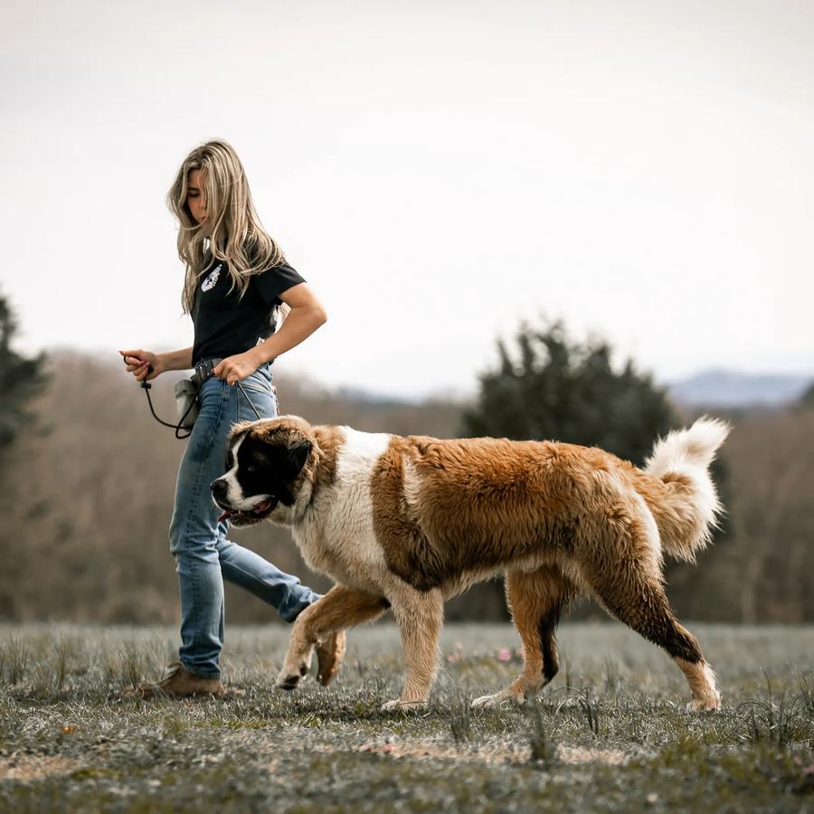 Rebeka walking a Saint Bernard at heel