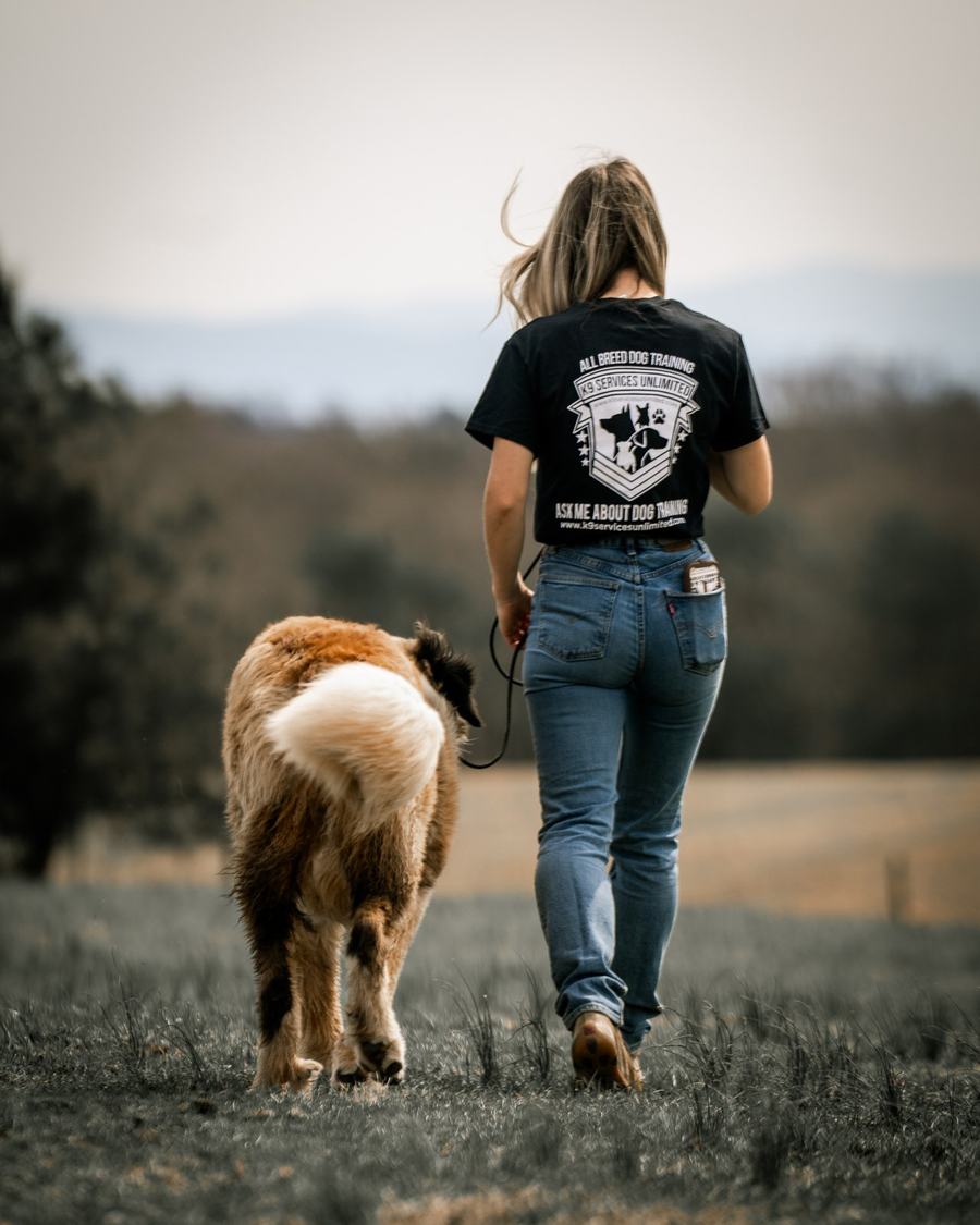 Rebeka walking a Saint Bernard across a hillside field